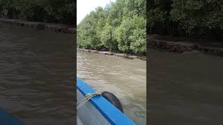 The beauty of mangrove trees on the coast.