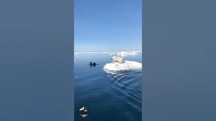 That’s a BIG POLAR BEAR 👀 #survival #arcticanimal #shtf #bear #nature #wild #wildlife #wilderness thumbnail