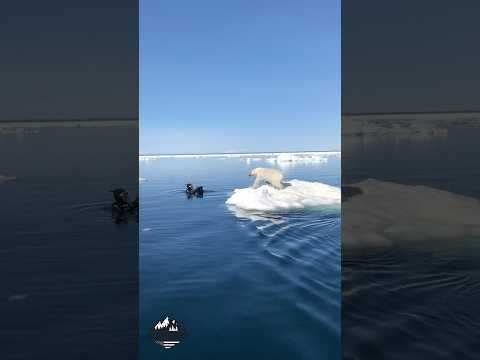 That’s a BIG POLAR BEAR 👀 #survival #arcticanimal #shtf #bear #nature #wild #wildlife #wilderness by Lande Pro