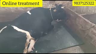 Downer cow syndrome l Earth grip disease l Dr Umar Khan