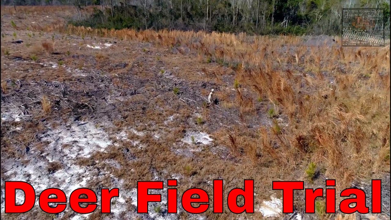 Town Creek Hunting Club Deer Field Trials YouTube