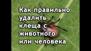 Как удалить клеща у животного: собаки, кота и других. Как вытащить клеща у человека.