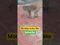 #subscribe #monkey #monkey viral video #Bezuwaan#monkey dluffy#monkey treading video#monkey looks