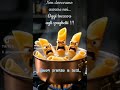 Buon pranzo