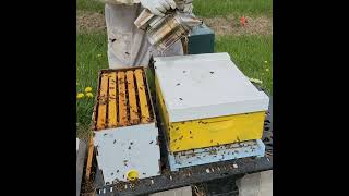 Drone Brood Frames For Mite Control