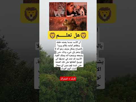 هل تعلم أن الأسد عندما يعضه طفله يتظاهر أمامه بالألم ويبدأ بالصياح بشكل مزيف رغم أنه لا يشعر بأي شيء