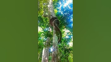 How pythons climb trees#shorts #shortsfeed #short #snake #trending #viralvideo #anaconda #public
