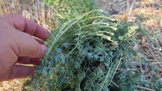 Çöktük Otu Ve İnanilmaz Şi̇falari