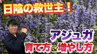 【日陰の救世主】花咲くグラウンドカバー！アジュガの育て方&簡単な増やし方【株分け】【ガーデニング】【園芸】