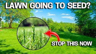 Why your LAWN is going to SEED &amp; How to STOP it