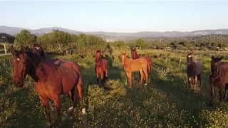 Curious horses for a drone. Beautiful wildlife nature