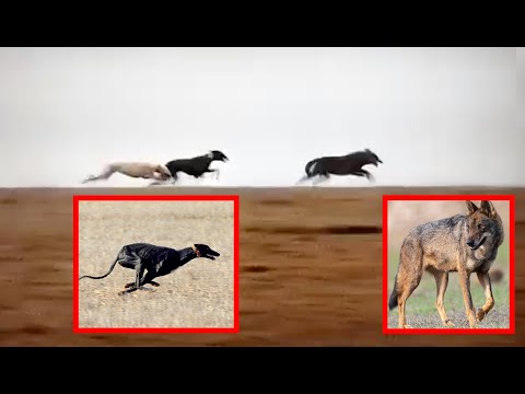 Dos galgos persiguiendo a un lobo en Castilla y León