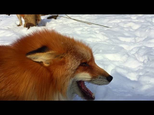 Foxes Making Funny and Cute Noises class=