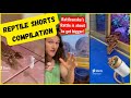 What A Water Logged RATTLESNAKE Rattle Sounds Like! 🐍  YouTube Shorts Compilation | Herpin Hippie