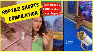 What A Water Logged RATTLESNAKE Rattle Sounds Like! 🐍  YouTube Shorts Compilation | Herpin Hippie