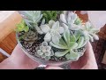 Planting succulents in a glass bowl