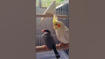 Angel and Billy shares a great camaraderie | Cockatiel vs Java Sparrow #shorts #funny