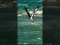 لحمي قاسي وعضمي مر يغراب شلك بلحر حالات وتس اب قوية