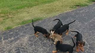 How To Train Beagle Puppies For Rabbit Hunting