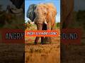 Elephant Noise Sound Effect Angry Screaming Shorts Animalsounds Elephant Noise Sound Effect Angry Screaming Shorts Animalsounds