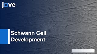 Famous Analysis of Schwann Cell Development Along Growing Axons | Protocol Preview Net Worth