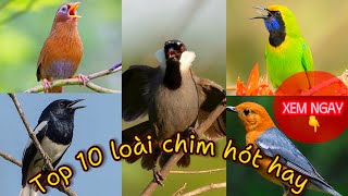✅Tổng Hợp 10 loài chim cảnh GIỌNG HÓT hay nhất Việt Nam • Mới Nhất 2024 || Đạt Bird TV