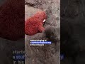 Hang in there Punch: Japanese monkey becomes social media sensation