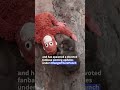 Hang in there Punch: Japanese monkey becomes social media sensation