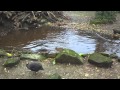 Beaver vs Capybara FIGHT!