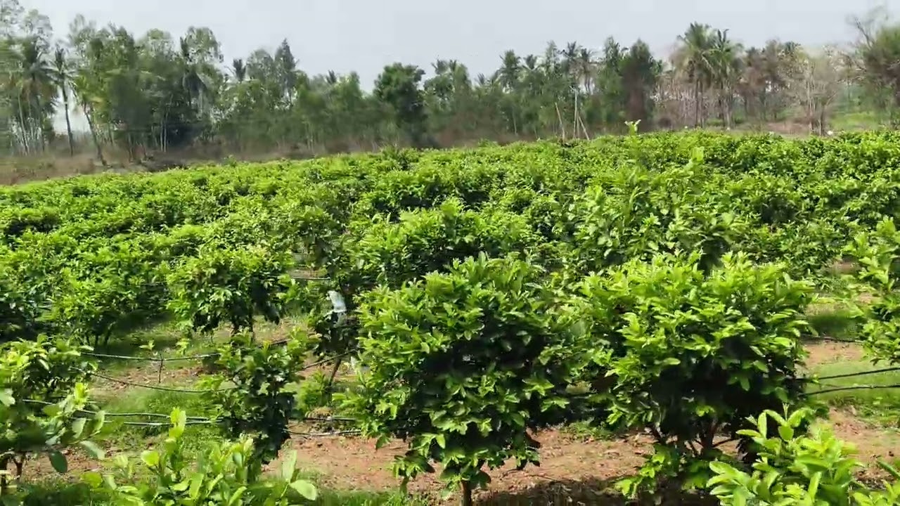 1ಎಕರೆ 26ಗುಂಟೆ ಸೀಬೆ ತೋಟ ಮಾರಾಟಕ್ಕಿದೆ. ಒಂದು ಎಕರೆಗೆ 80ಲಕ್ಷ ಆಸಕ್ತರು ಸಂಪರ್ಕಿಸಿ 9141577523