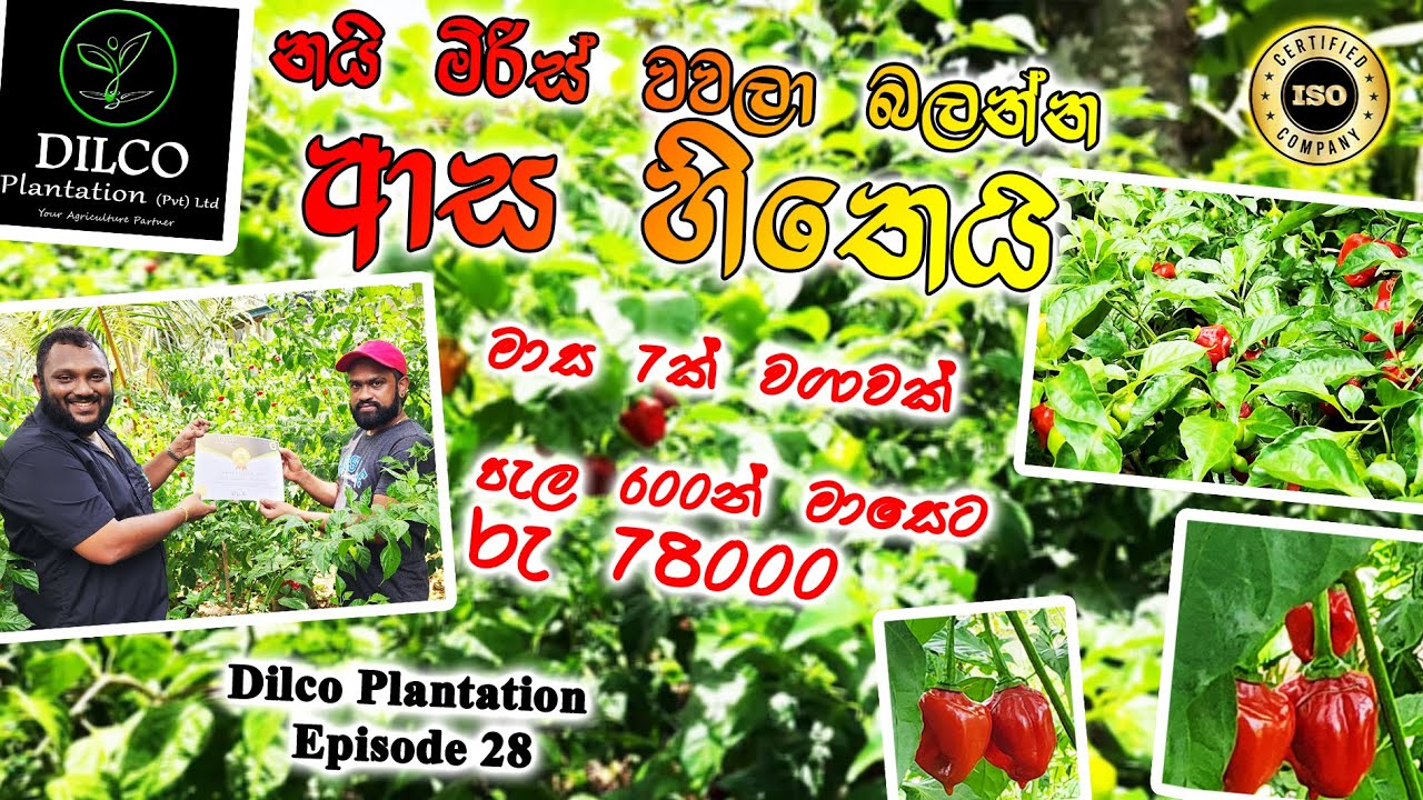 නයි මිරිස් වවලා බලන්න. ආස හිතෙයි.. පර්. 8යි, පැල 600යි, මාසෙට රු 78000යි. Dilco Plantation - Ep 28