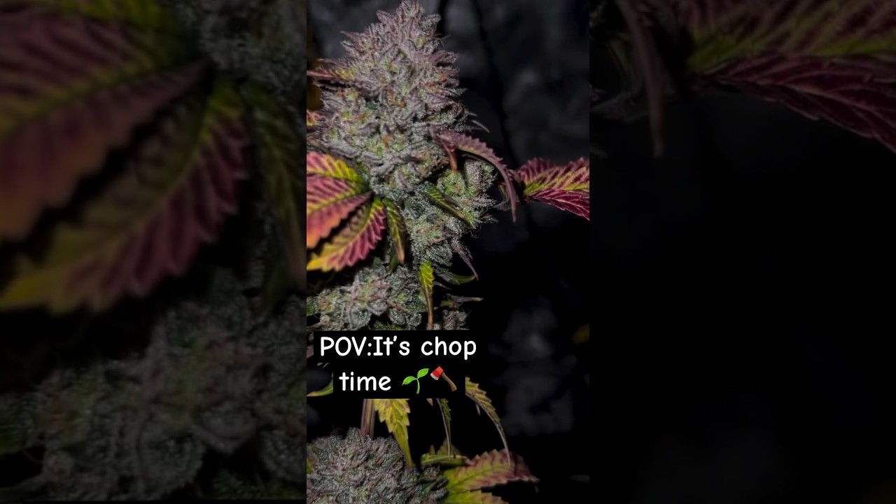 Crem de la chem from Mephisto 