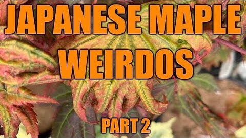 Japanese Maple Weirdos Part 2 - JAPANESE MAPLE SHOWCASE