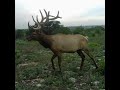 BEST HUNTING RANCH | 4,423+ ACRES | EXOTICS | VAL VERDE |  TEXAS | AIRSTRIP | POTENTIAL TAX BENEFITS
