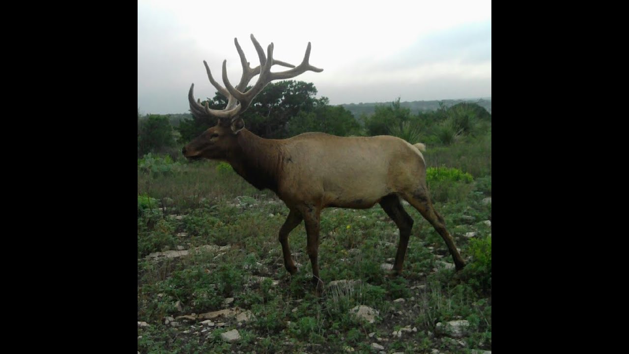 BEST HUNTING RANCH 4,423+ ACRES EXOTICS VAL VERDE TEXAS
