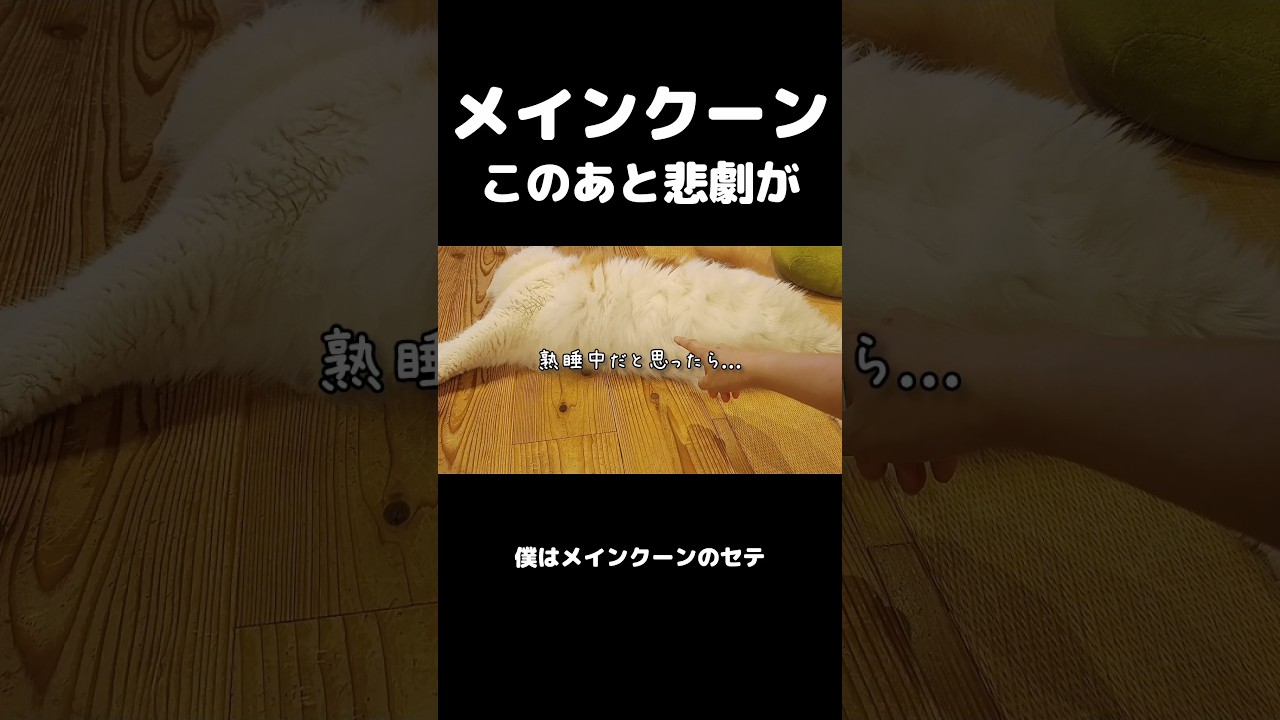 油断大敵 #メインクーン #大型猫 #猫のいる暮らし #shorts #cat #mainecoon #catshorts​ #ノルウェージャンフォレストキャット #サイベリアン