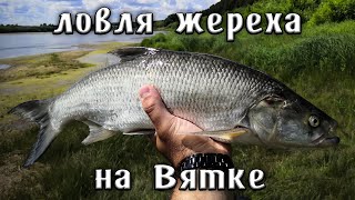 :      ZipBaits Rigge Raphael   Rigge 56 SP