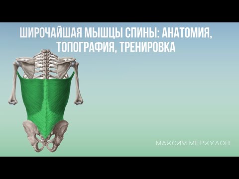 Широчайшая мышца спины: анатомия, топография, тренировка.