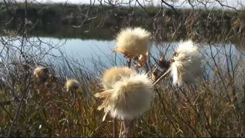 Wetlands in California