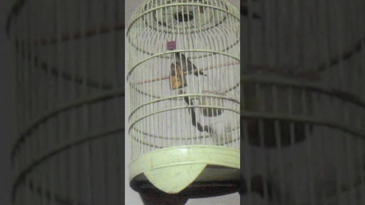 Flamboyan Edannn By Sendry Ey