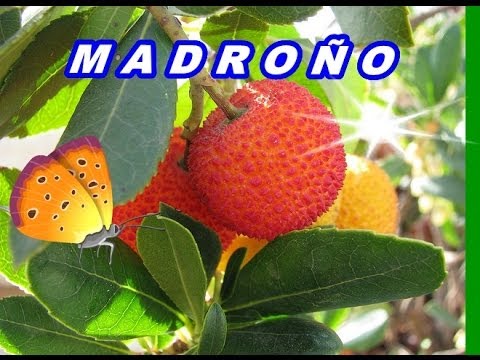 PROPIEDADES DEL MADROÑO - YouTube