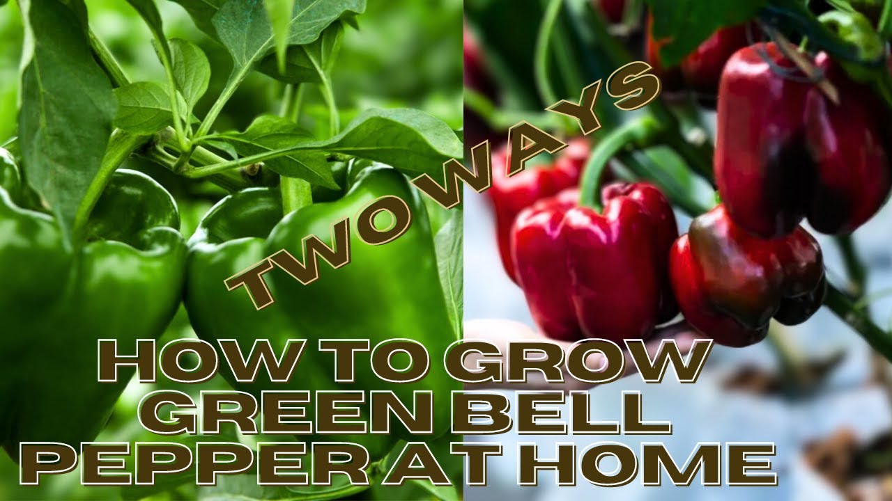 How To Grow Green Bell Pepper at Home Two Ways | Ultimate Green Bell ...