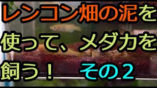 メダカがアンモニア中毒になった その症状と対策について Youtube