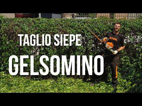 PRUNING the FALSE JASMINE hedge