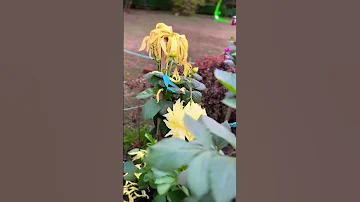 Beautiful Yellow Flowers Short Video/ Nature Short Video #nature #flowers #shorts