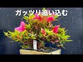 1,000円珍山、花後にガッツリ追い込んでみた #盆栽 #bonsai