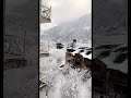 Manali snowfall 😍 #manali #snowfall