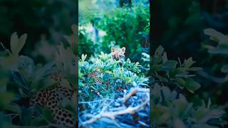 The Charm Of Tiny Leopard Cub (Funny and Cute Wild Babies) Profile