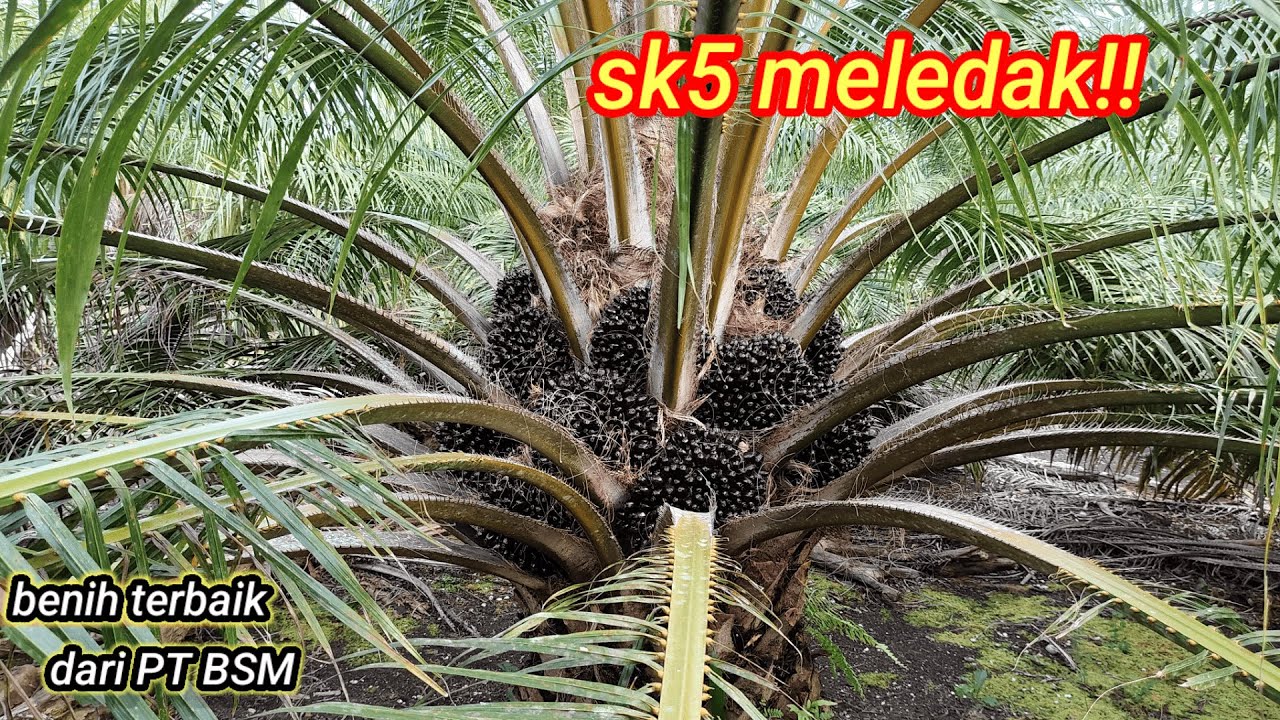 Waoo Asli banjirr buah kebun sriwijaya semiklon 5 !! Siapa yg tidak semangat??