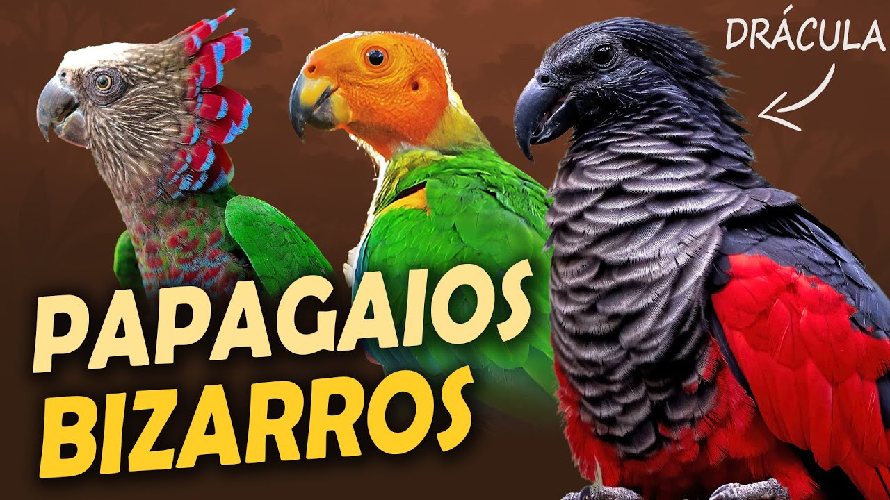 10 Papagaios MAIS BIZARROS do MUNDO!